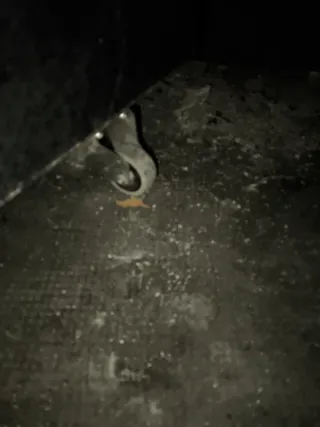 Bafle Amplificador Bajo Montarbo