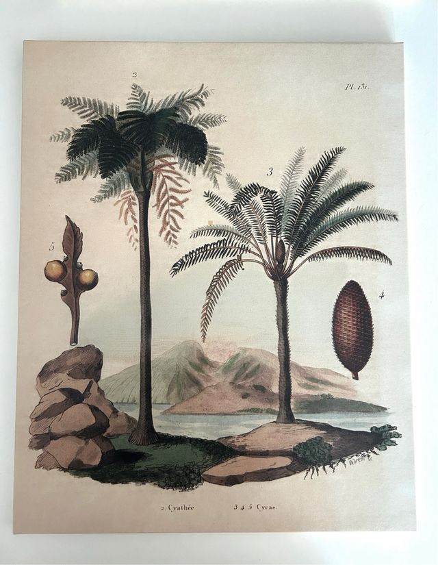 2 Cuadros Vintage Botánicos 50x40