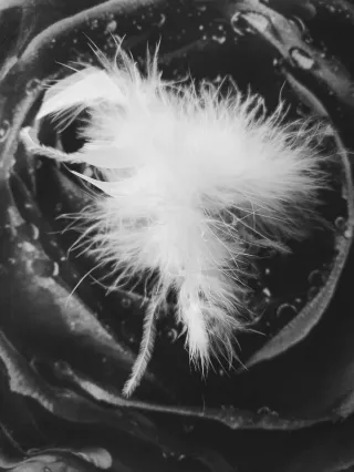 Tocado flor beige/blanco con pinza o para ojal