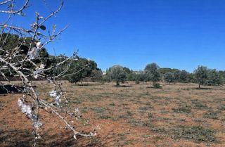 Terreno rústico en alquiler en Bétera, 3.100m²