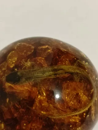 Ambra con Inserimento Rettile