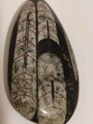 Fossile orthoceras