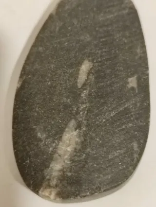 Fossile orthoceras