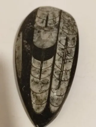 Fossile orthoceras