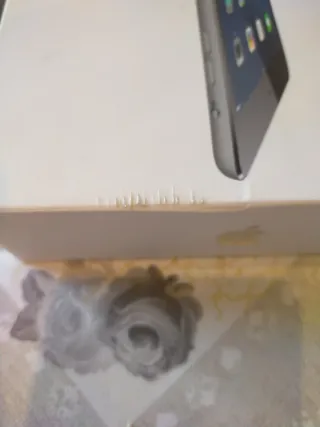 Caja iPad mini Wifi Space Gray 16 GB