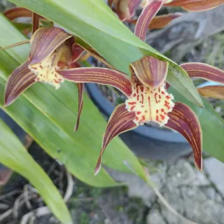 Muda de Orquídea com 3 ou 4 bolbos