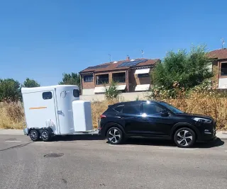 Transporte de caballos economico