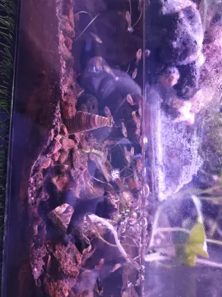 Paludario/Terrario/Acuario con filtro y lámpara