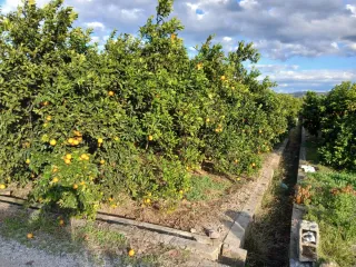 Terreno de naranjos