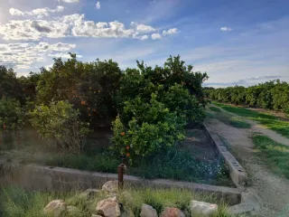 Terreno de naranjos