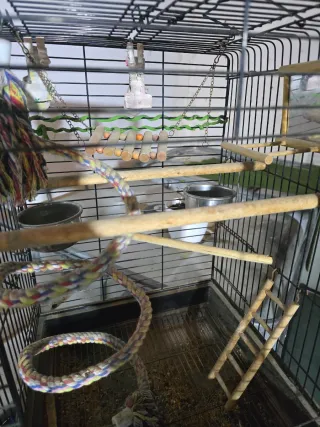 Jaula para ninfas, agapornis, loros