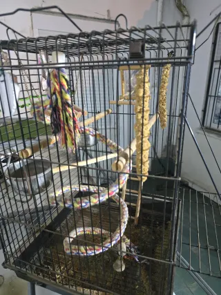 Jaula para ninfas, agapornis, loros