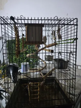 Jaula para ninfas, agapornis, loros