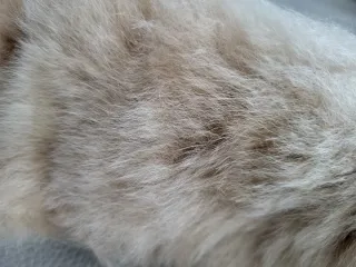 Collo in alpaca beige, Sciarpa in pelo