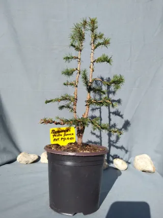 PREBONSÁI PICEA GLAUCA. REF PGL010