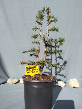 PREBONSÁI PICEA GLAUCA. REF PGL010