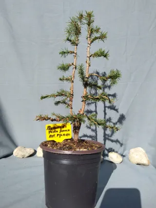 PREBONSÁI PICEA GLAUCA. REF PGL010