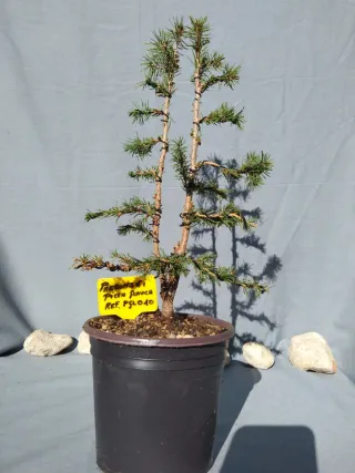 PREBONSÁI PICEA GLAUCA. REF PGL010