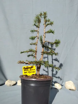 PREBONSÁI PICEA GLAUCA. REF PGL010