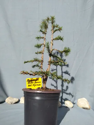 PREBONSÁI PICEA GLAUCA. REF PGL010