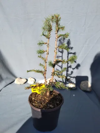 PREBONSÁI PICEA GLAUCA. REF PGL010