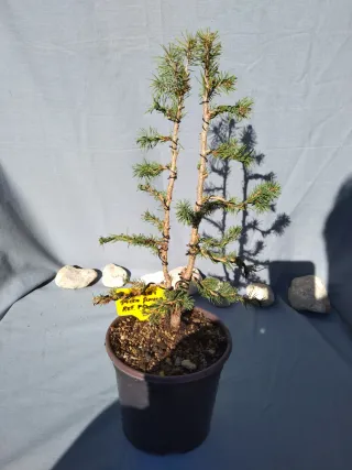 PREBONSÁI PICEA GLAUCA. REF PGL010