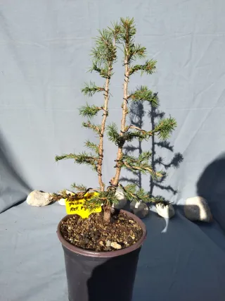 PREBONSÁI PICEA GLAUCA. REF PGL010