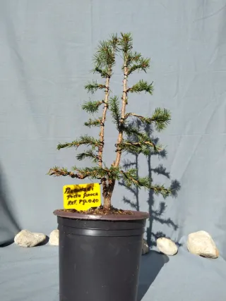 PREBONSÁI PICEA GLAUCA. REF PGL010