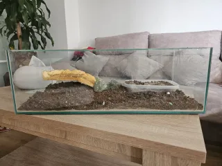 Tortuguera 60cm con tapa cristal