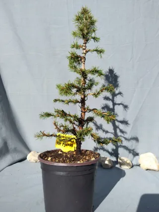 PREBONSÁI PICEA GLAUCA. REF PGL015