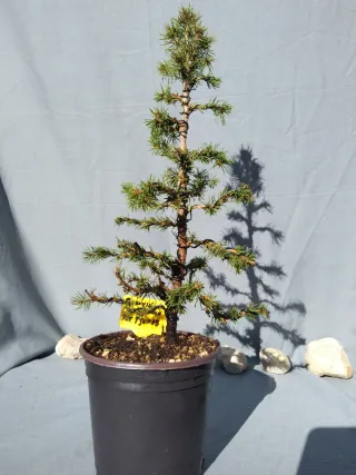 PREBONSÁI PICEA GLAUCA. REF PGL015