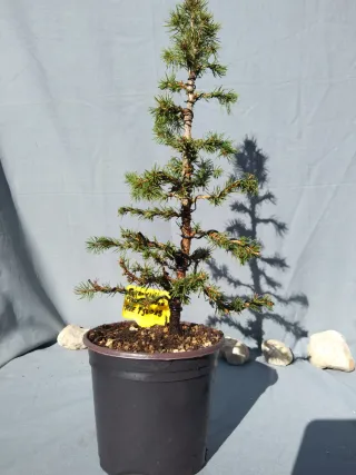 PREBONSÁI PICEA GLAUCA. REF PGL015