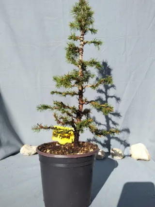 PREBONSÁI PICEA GLAUCA. REF PGL015