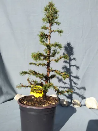 PREBONSÁI PICEA GLAUCA. REF PGL015