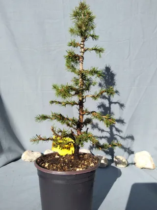 PREBONSÁI PICEA GLAUCA. REF PGL015