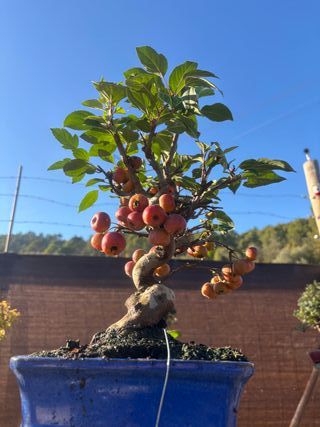 Bonsái Manzano 12 Años