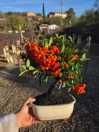Bonsái Pyracantha con frutos rojos