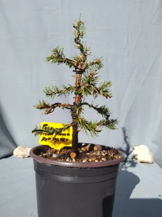 PREBONSÁI PICEA GLAUCA. REF PGL020