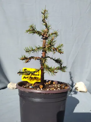 PREBONSÁI PICEA GLAUCA. REF PGL020