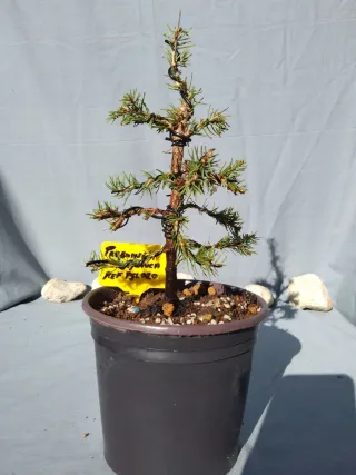 PREBONSÁI PICEA GLAUCA. REF PGL020