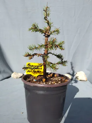 PREBONSÁI PICEA GLAUCA. REF PGL020