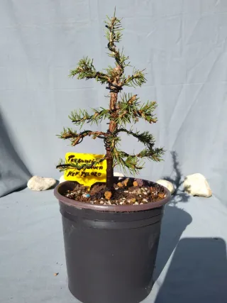 PREBONSÁI PICEA GLAUCA. REF PGL020