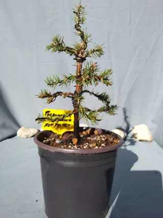 PREBONSÁI PICEA GLAUCA. REF PGL020
