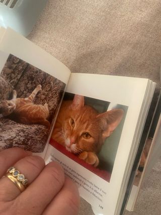 Set accessori per gatti