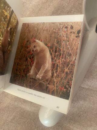 Set accessori per gatti