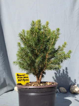 PREBONSÁI PICEA GLAUCA. REF PGL025
