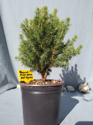 PREBONSÁI PICEA GLAUCA. REF PGL025