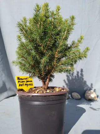 PREBONSÁI PICEA GLAUCA. REF PGL025