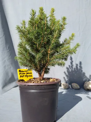 PREBONSÁI PICEA GLAUCA. REF PGL025