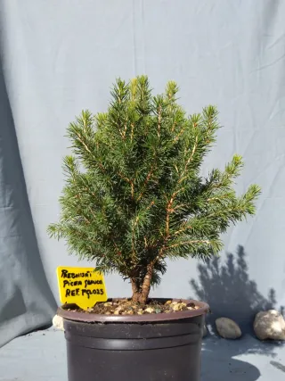 PREBONSÁI PICEA GLAUCA. REF PGL025
